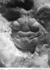 Historisches Foto von Planoprosopon rhathamingus (Schweitzer & Feldmann, 2009) (NHMW-AFW-GEO-BACHMAYER-FOTO-1990-0041-3015a)